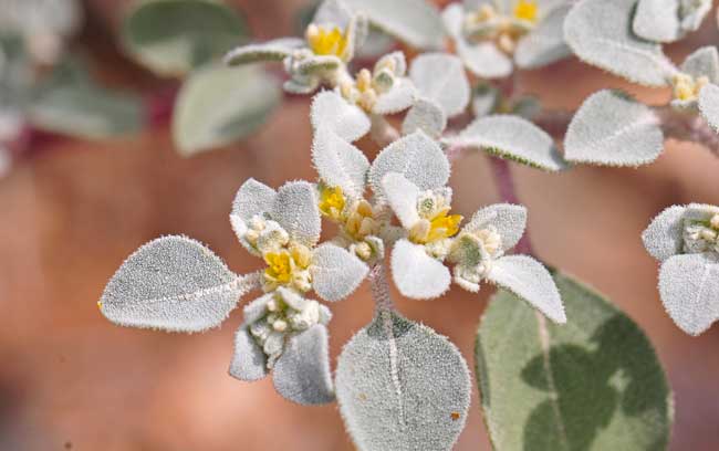 Tidestromia lanuginosa, Woolly Tidestromia, Southwest Desert Flora
